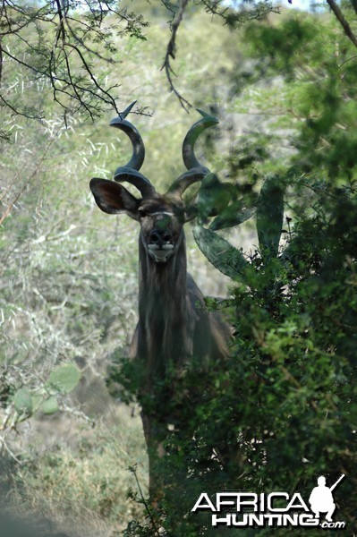 Kudu 5 yds away by pond, Eastern Cape, South Africa