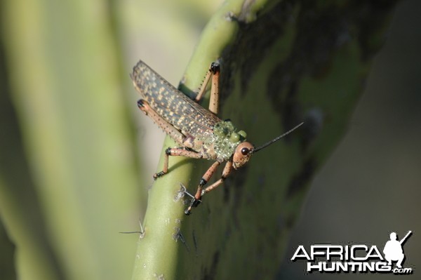 3&quot; long African Grasshopper