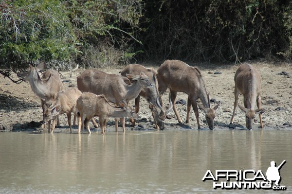 Kudus at pond, Eastern Cape, South Africa