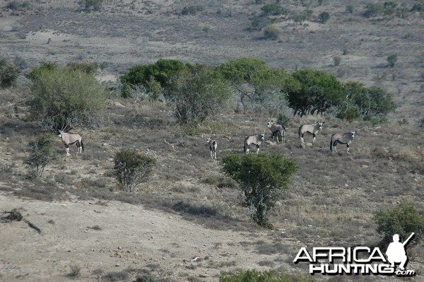 Gemsbok on Kat River Conservancy, South Africa