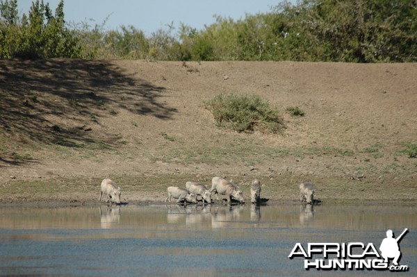 Warthogs at pond, Eastern Cape, South Africa