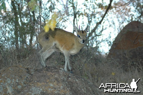 Klipspringer