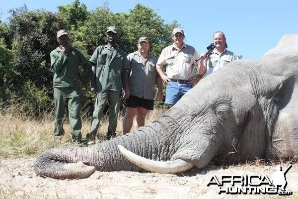 Elephant Namibia