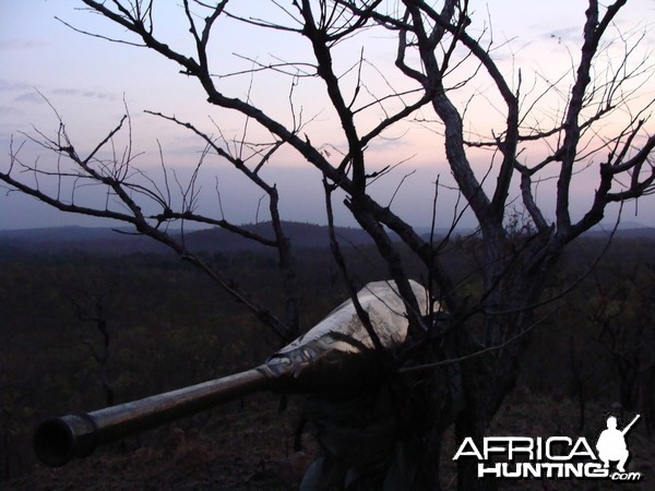 Calling Lion in Central Africa