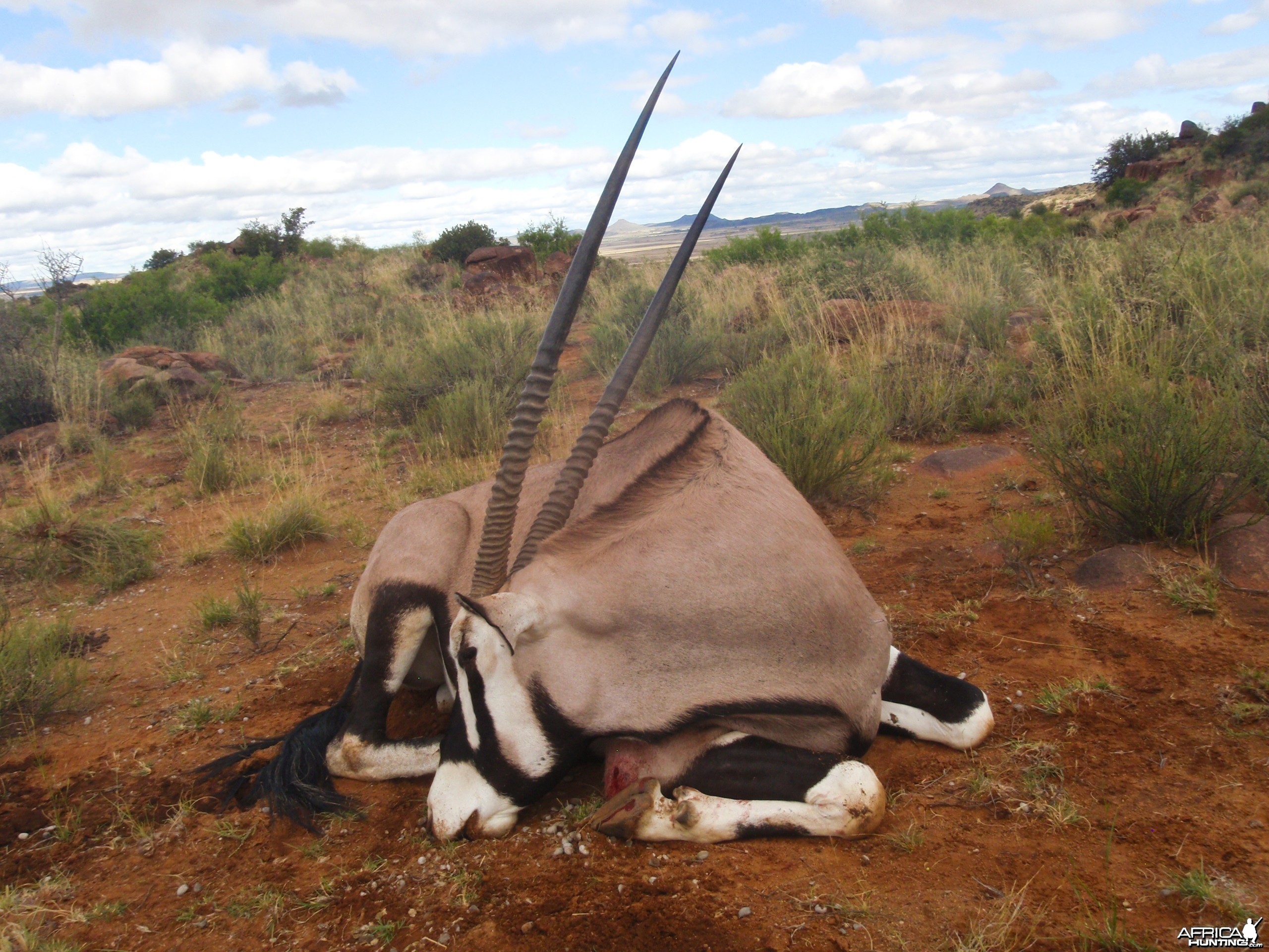 Gemsbok