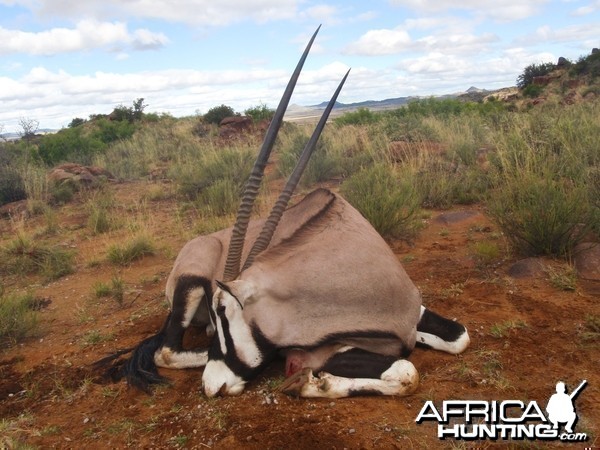 Gemsbok