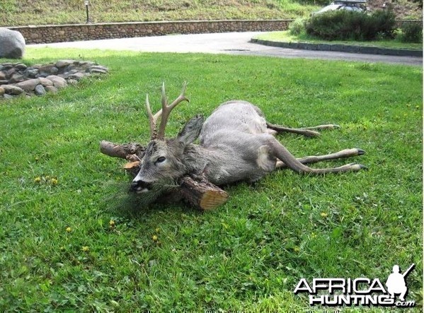 Roe Deer hunt in Bulgaria