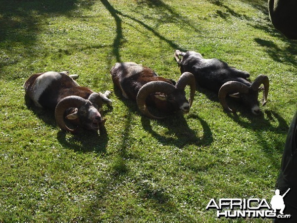 Mouflon hunt in Bulgaria