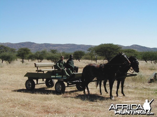 Horse-Drawn Carriage for Game Viewing