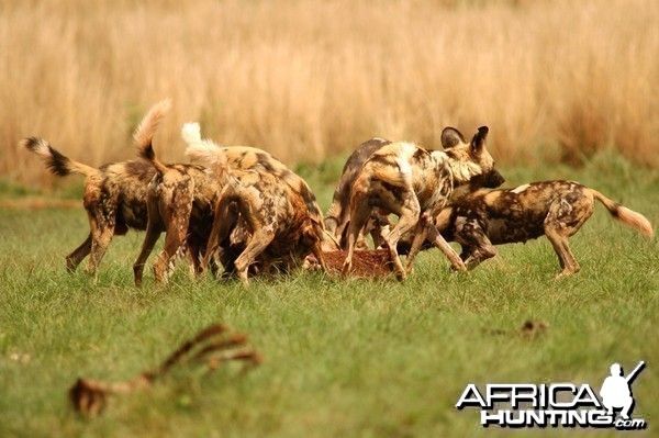 Pack of wild dogs in a feeding frenzy...