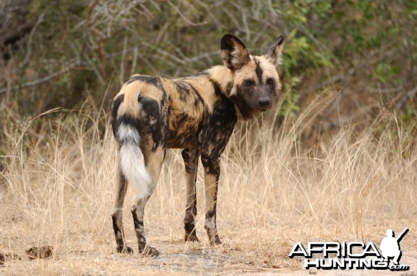 African Wild Dog (Lycaon pictus)