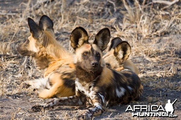 Pack of African Wild Dog (Lycaon pictus)