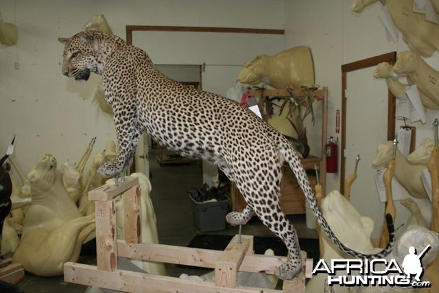 Full mount Leopard