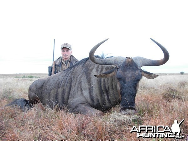 #12 SCI Blue Wildebeest