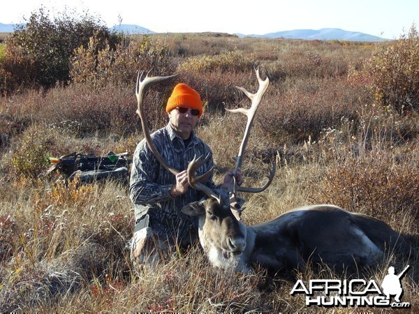 Adak, AK -Caribou