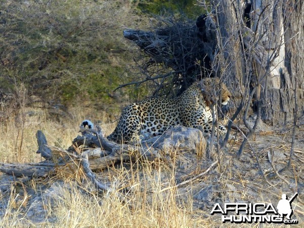 Daytime Leopard Sighting Botswana 2013