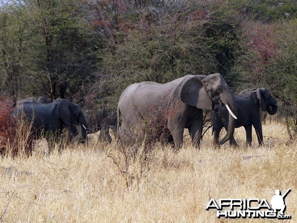 The Matriarch Botswana 2013