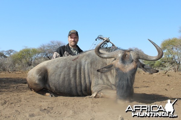 Blue Wildebeest