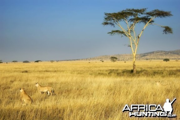 Global Rescue evacuates hunter with eye injury from Cameroon