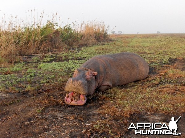 mozambique hippo