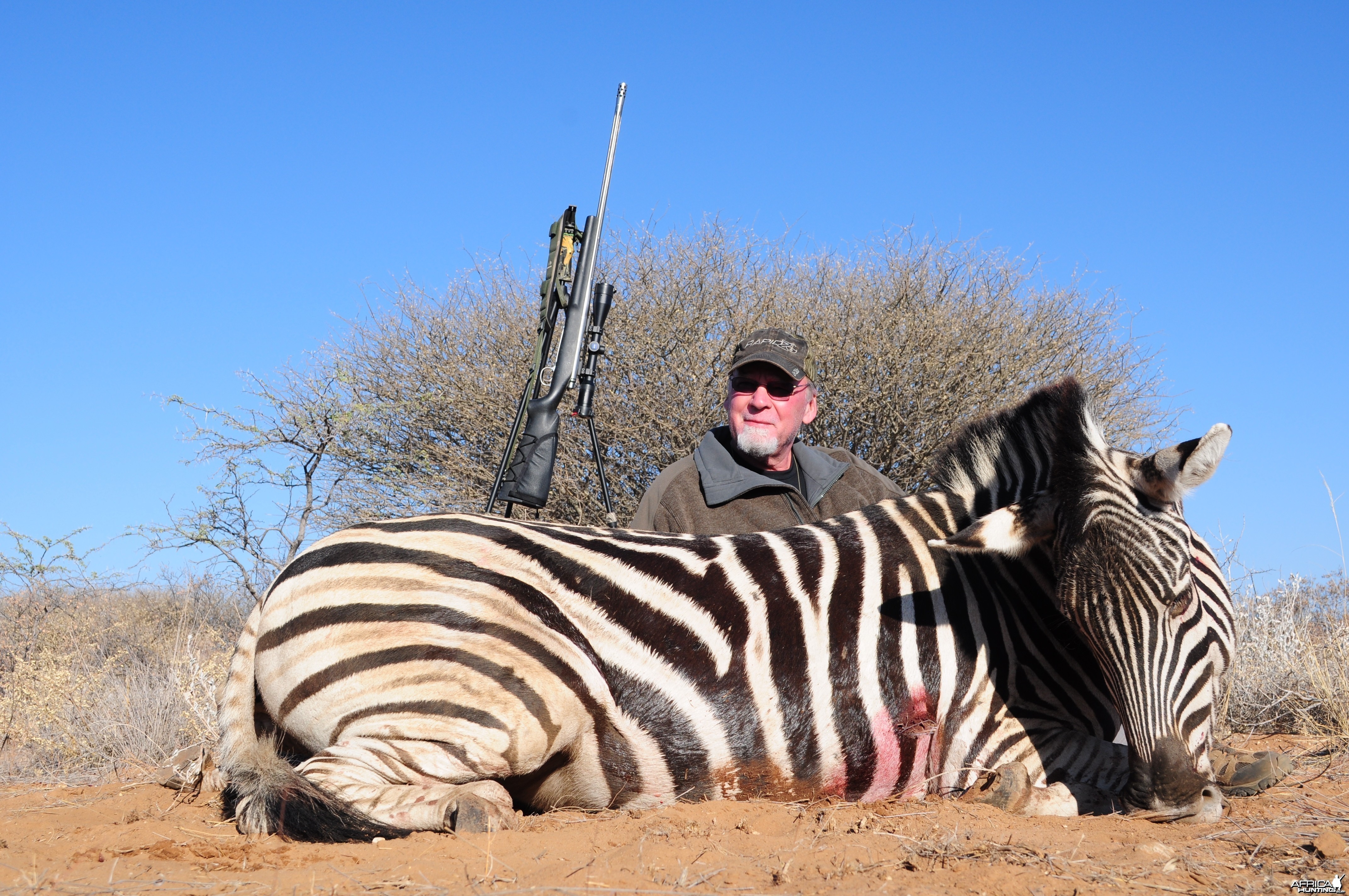 Zebra at Kanana