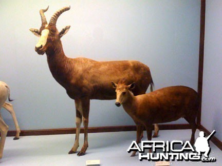 Taxidermy Blesbok &amp; Duiker