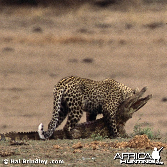 Leopard Attacking Crocodile