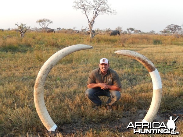 Elephant Botswana