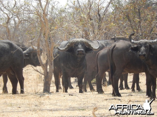 Buffalo Botswana