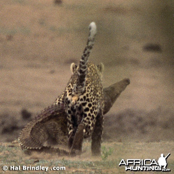 Leopard Attacking Crocodile