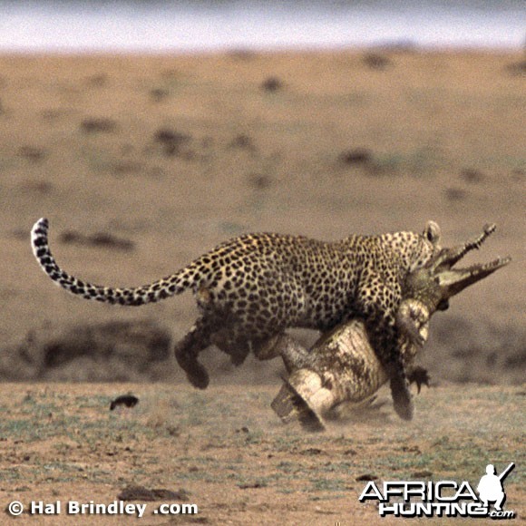 Leopard Attacking Crocodile