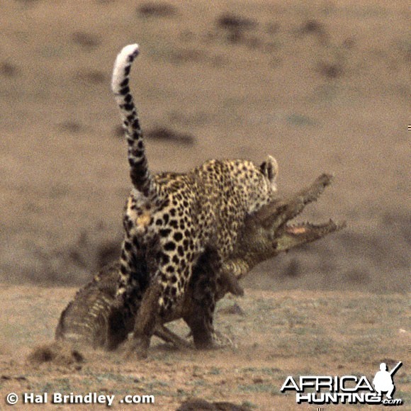 Leopard Attacking Crocodile