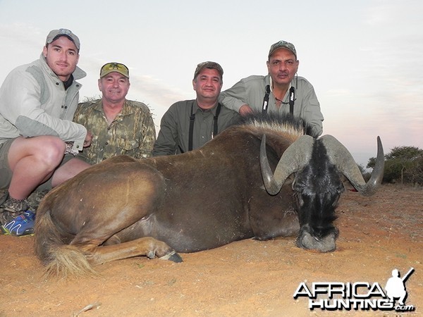 Black Wildebeest hunt with Wintershoek Johnny Vivier Safaris