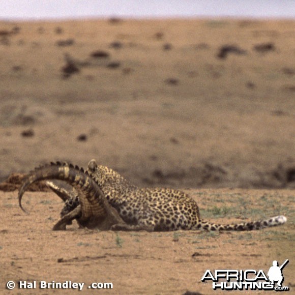 Leopard Attacking Crocodile