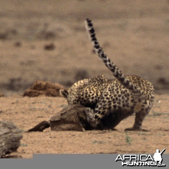 Leopard Attacking Crocodile