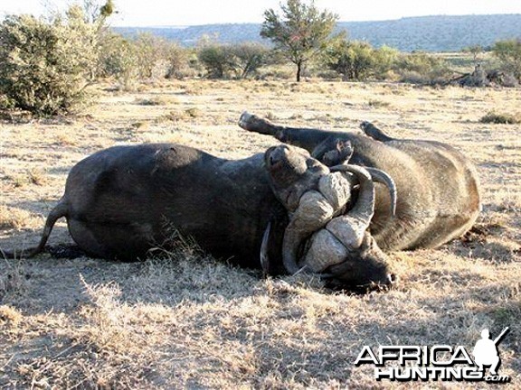 Two Cape Buffalo Die Fighting