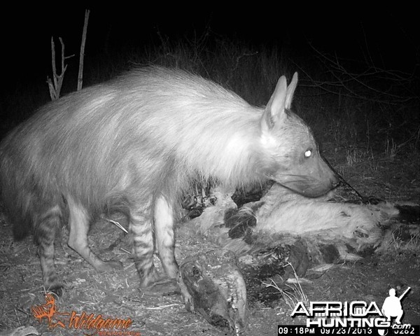 Borwn Hyena on trailcamera