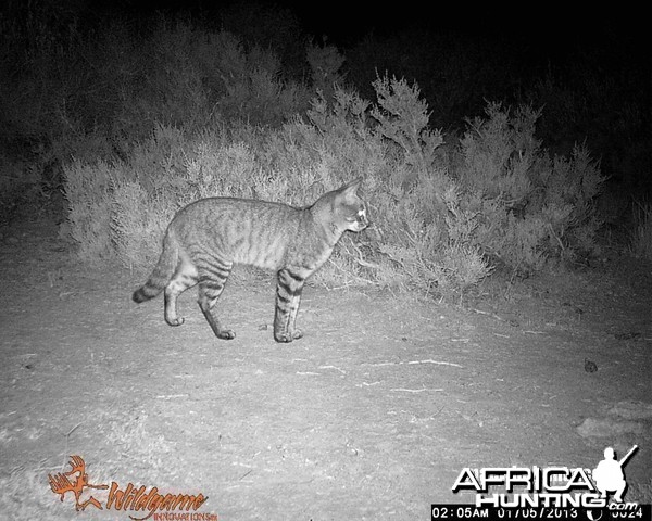African Wildcat on trailcamera