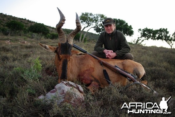 red hartebeest