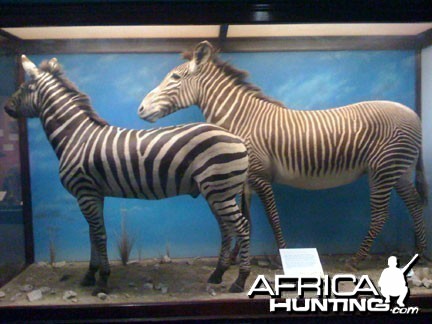 Taxidermy Burchell's &amp; Grevy's Zebra