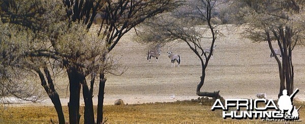 Scene of Gemsbok