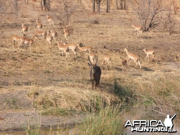 Waterbuck &amp; Impala City