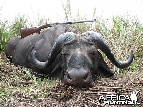 Hunting Cape Buffalo in Tanzania