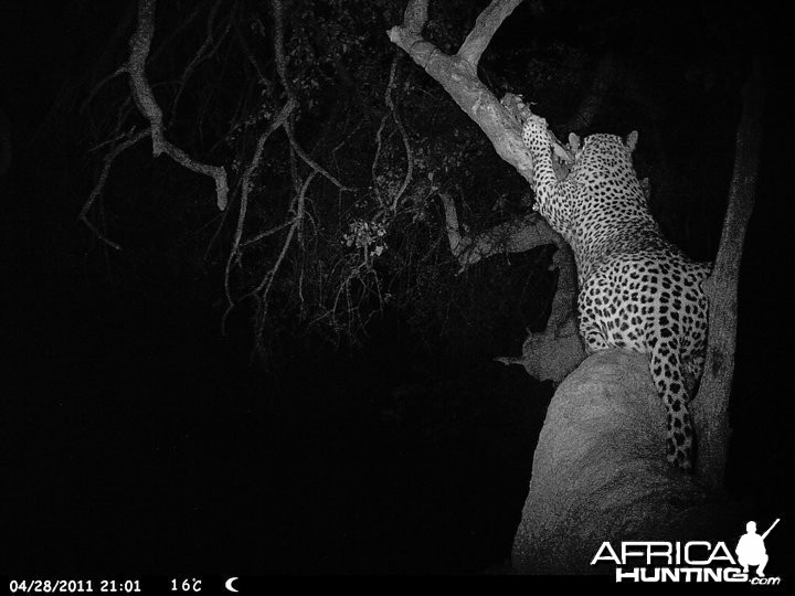 Tootabi Hunting Safaris - Images