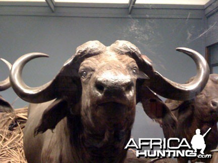 Taxidermy Cape Buffalo