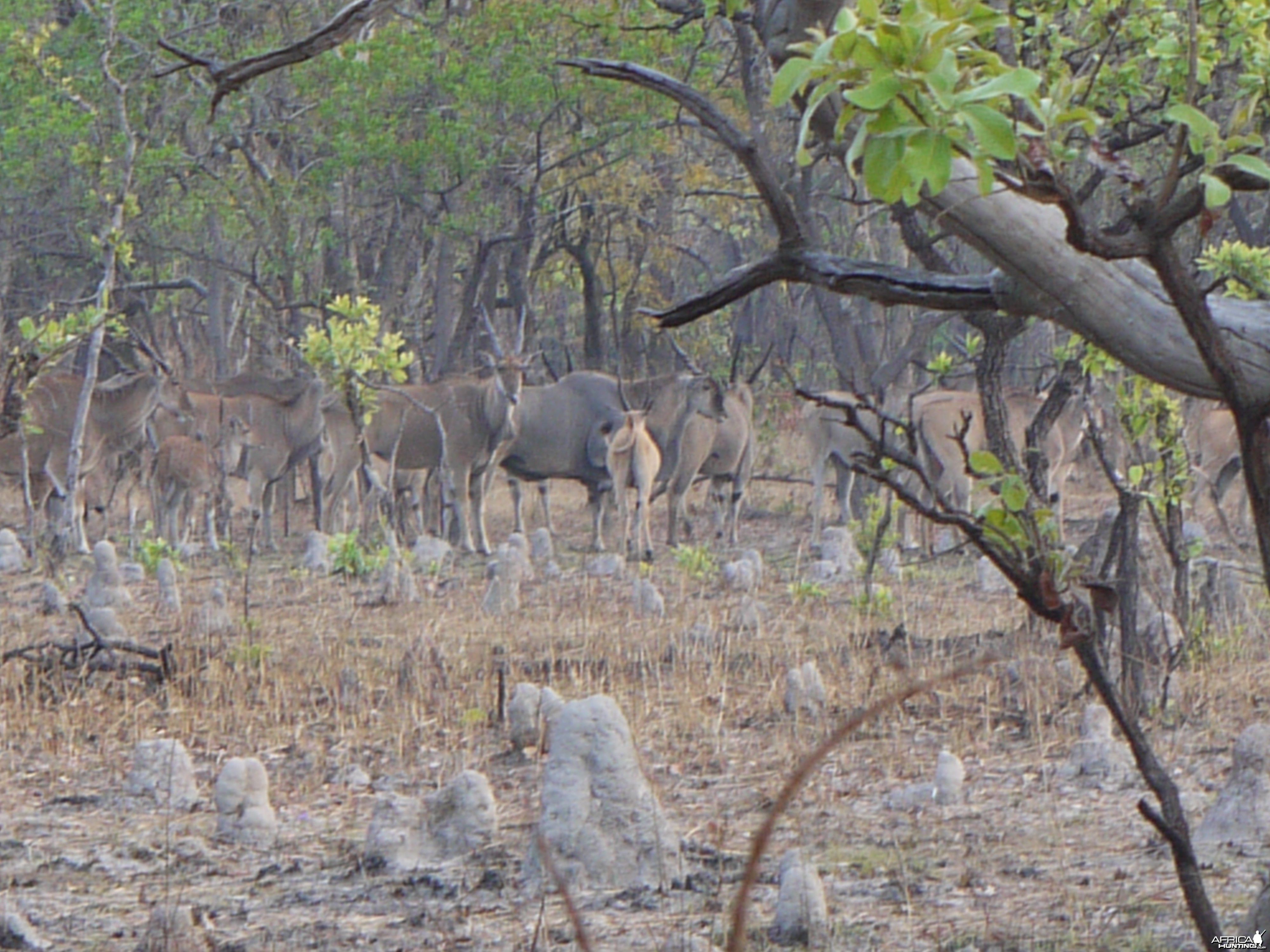 nice mature eland bull on takeri