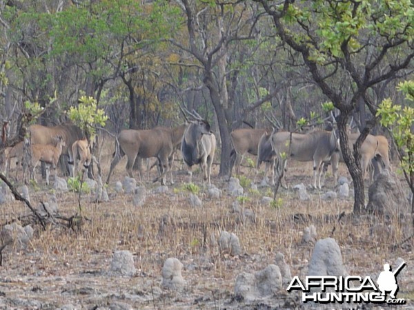 eland on takeri