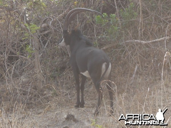 another one of our nice sable bulls on takeri