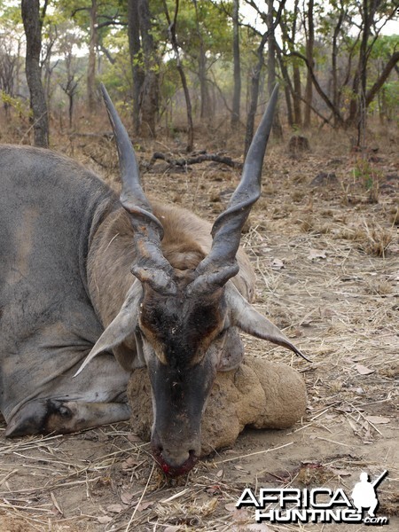 eland taken by client hunting at takeri in sept 2013