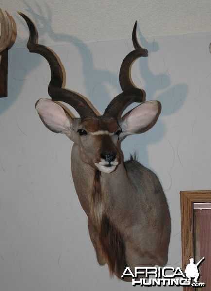 Cape Kudu